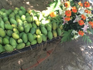 Mango Festival 2