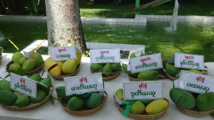 Mango Varieties