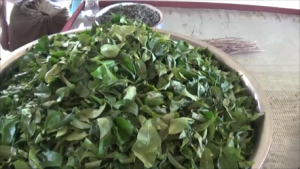 Pindaya Tea Leaves