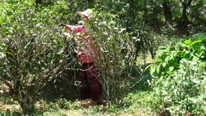 Tea Picker